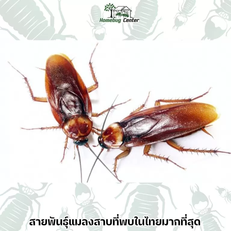 สายพันธุ์แมลงสาบที่พบในไทย