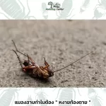 ทำไมแมลงสาบต้องหงายท้องตาย !!